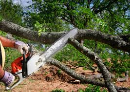 Best Storm Damage Tree Cleanup  in Imlay City, MI